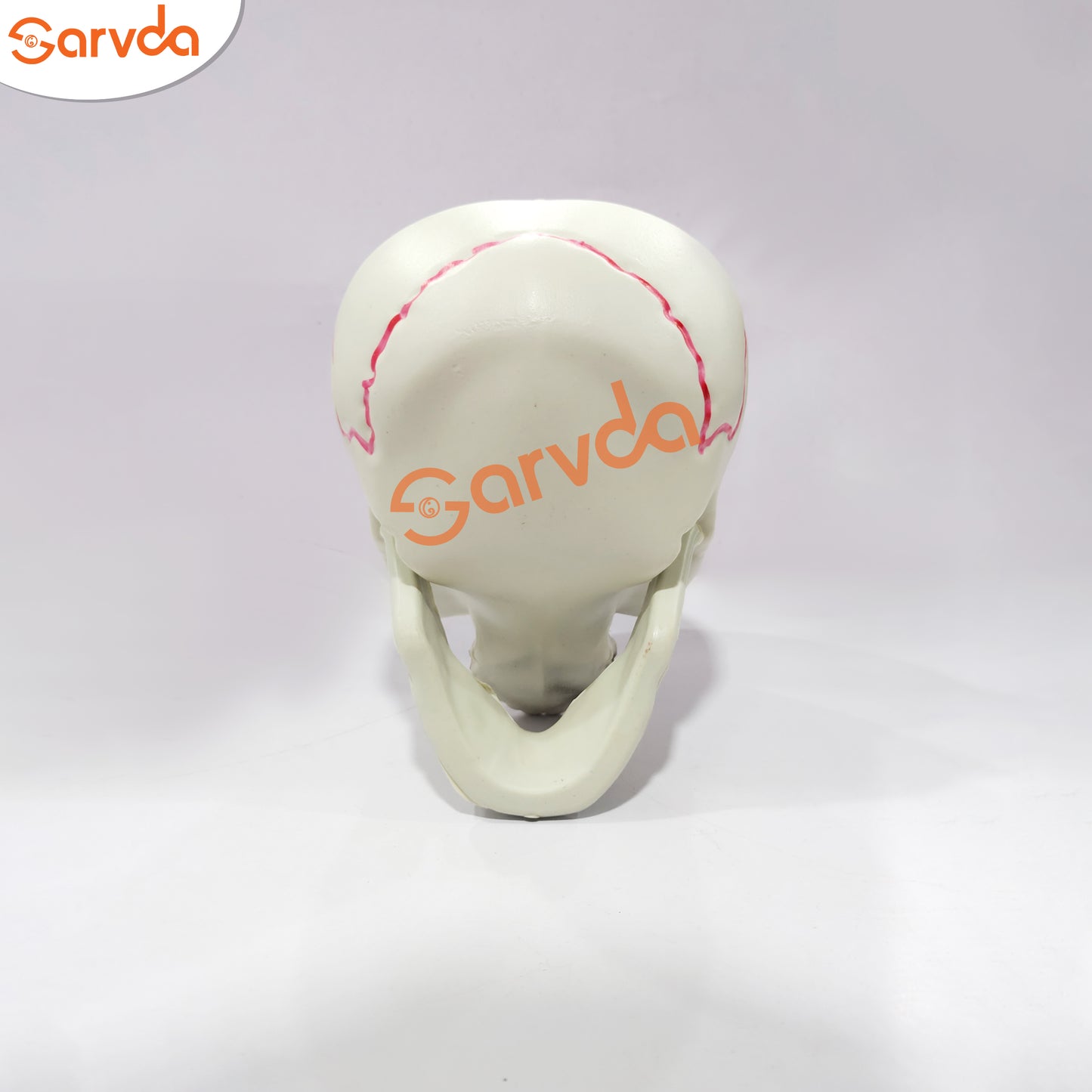 Zabra Mundi or Skull