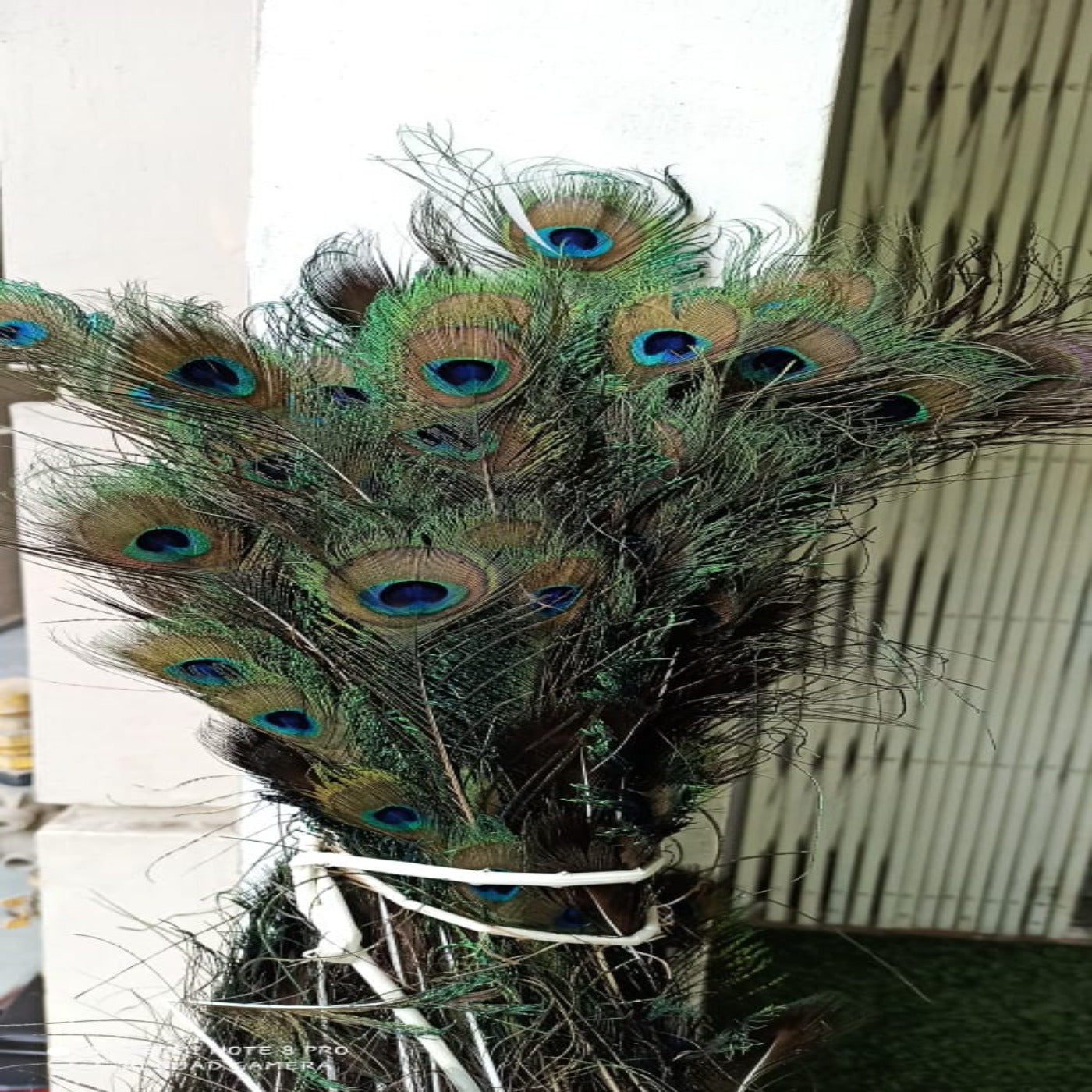 Morpankh - (50 Pcs.)